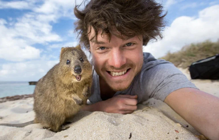 Quokka Selfie