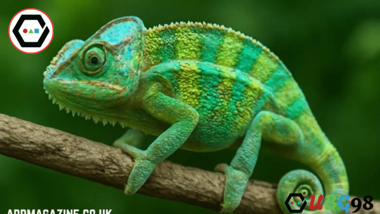 chameleónovité