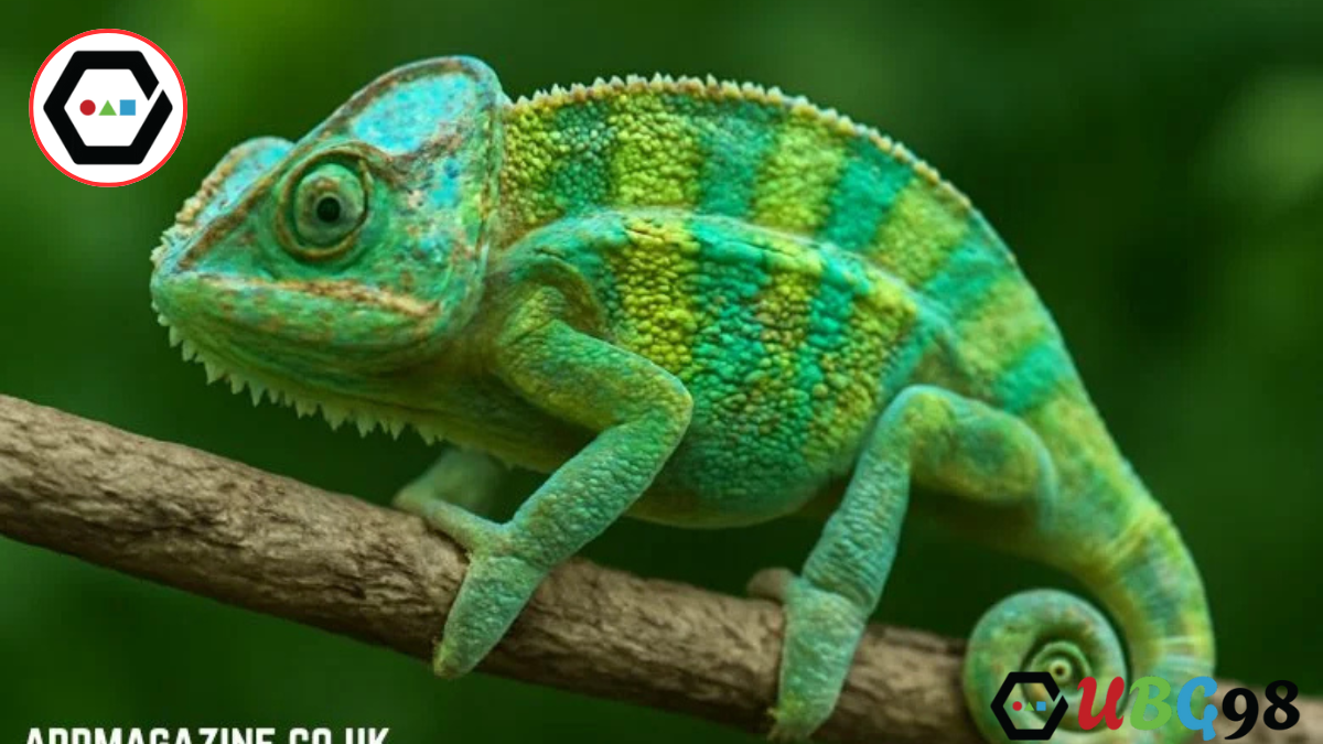chameleónovité